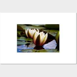 Water Lilies Posters and Art